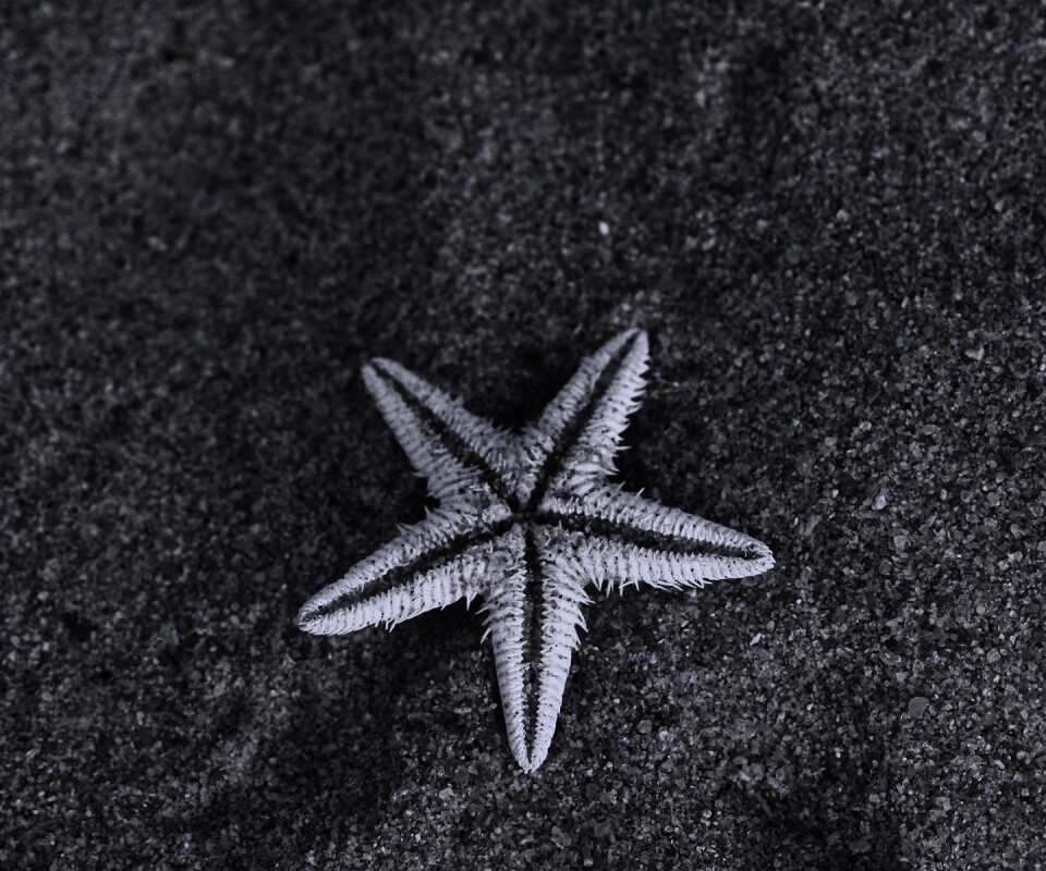 Морская звезда на песке обои