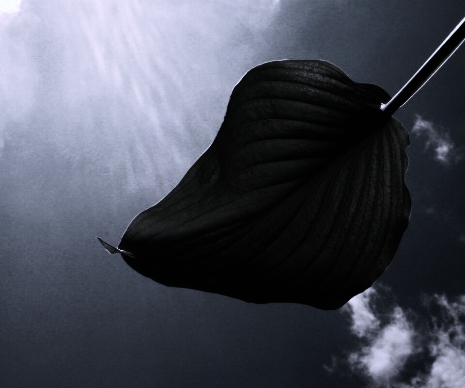 Листик тянется к солнцу обои