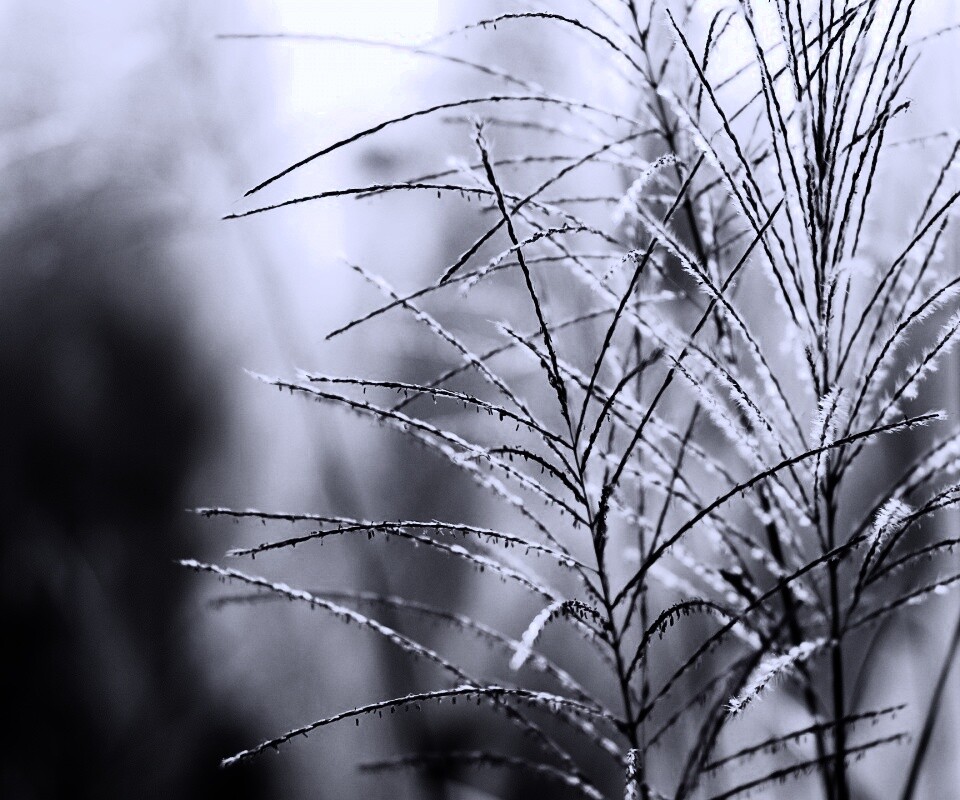 Макро фото растения обои