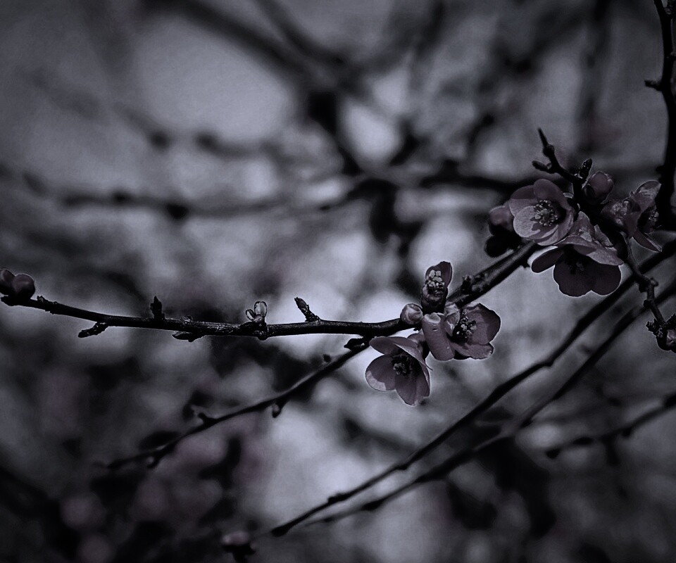 Весеннее цветение обои