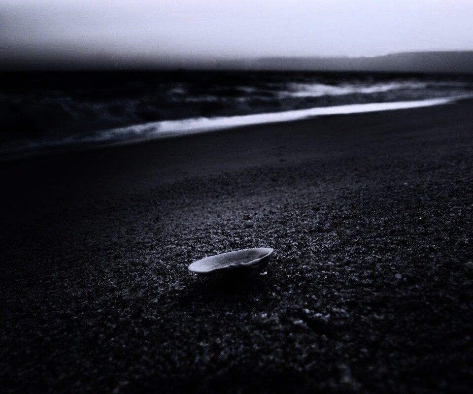 Ракушка не песчанном берегу обои