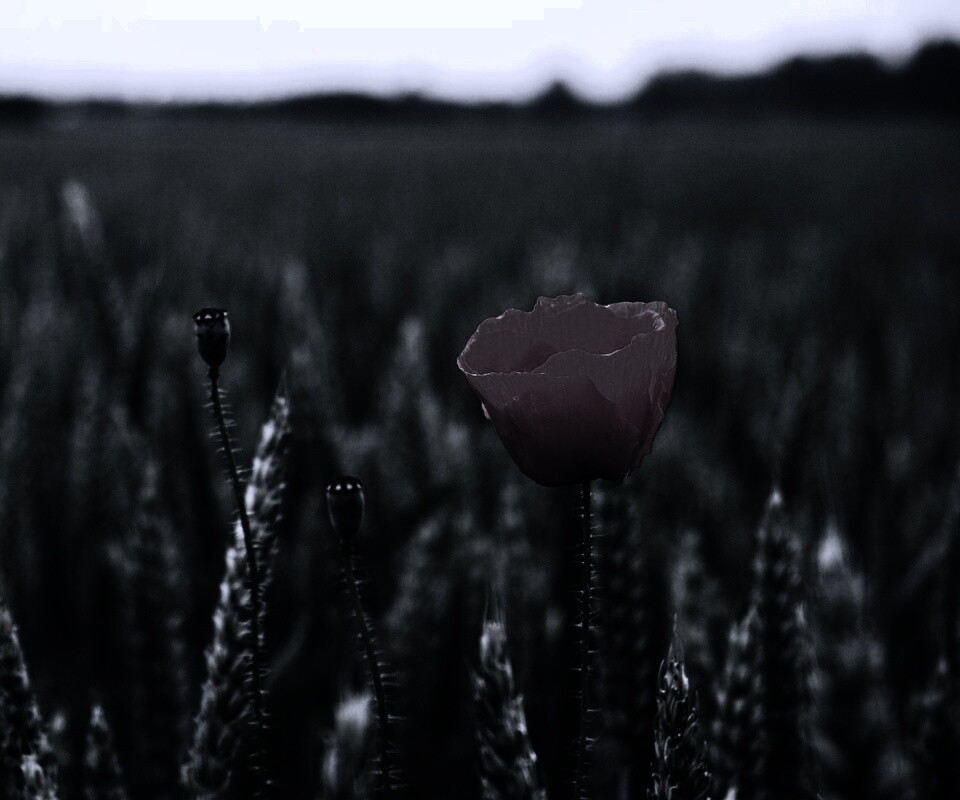 Первый распустившийся мак обои