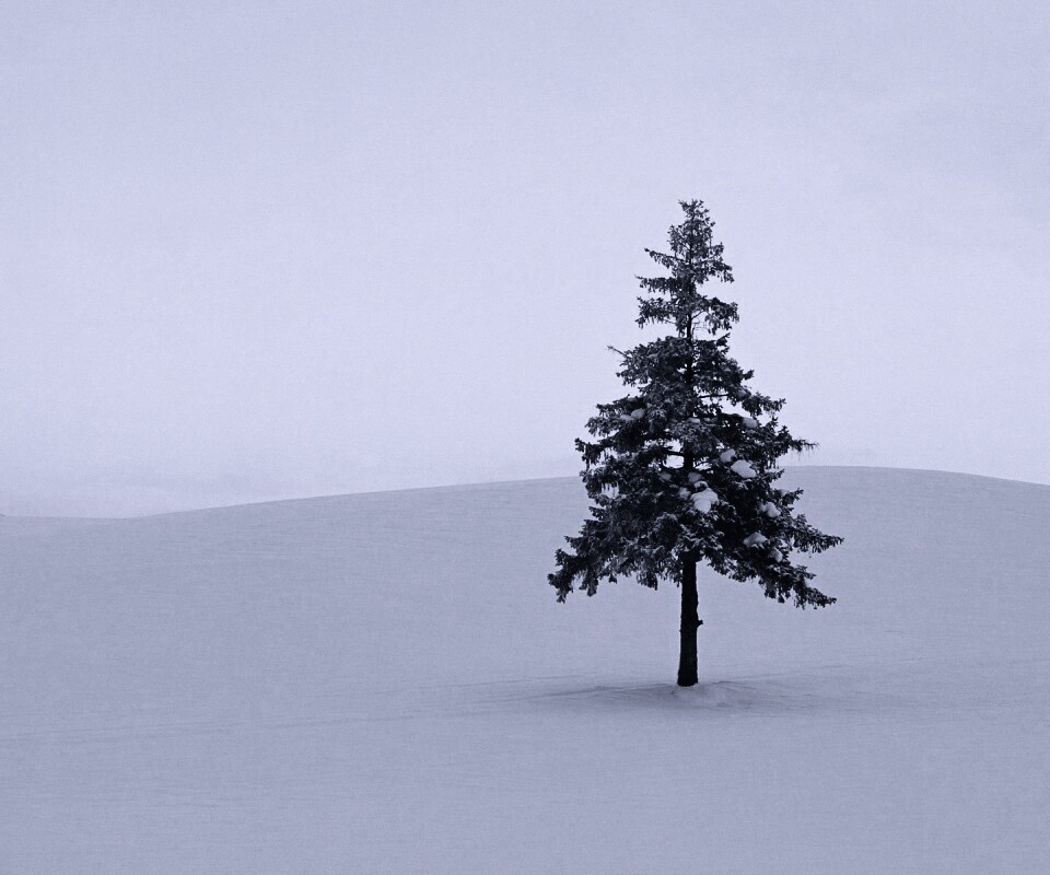 Одинокая ёлка обои