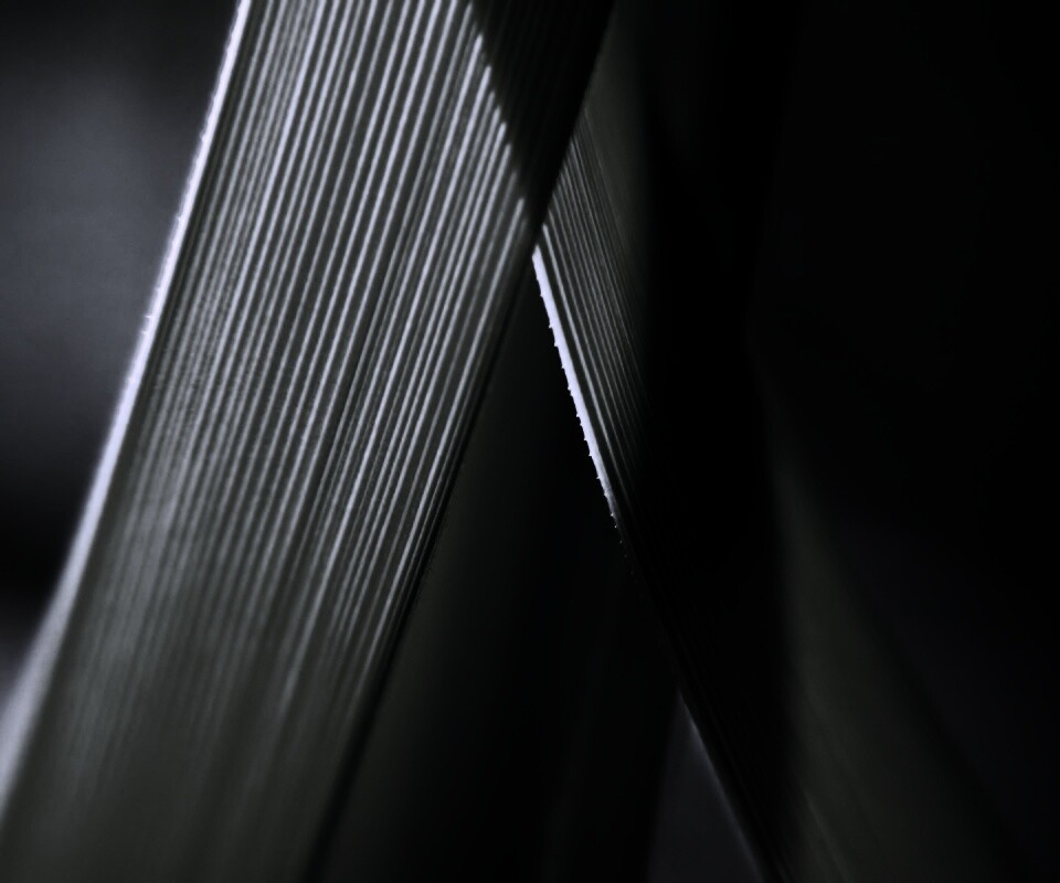 Травинки на свету обои