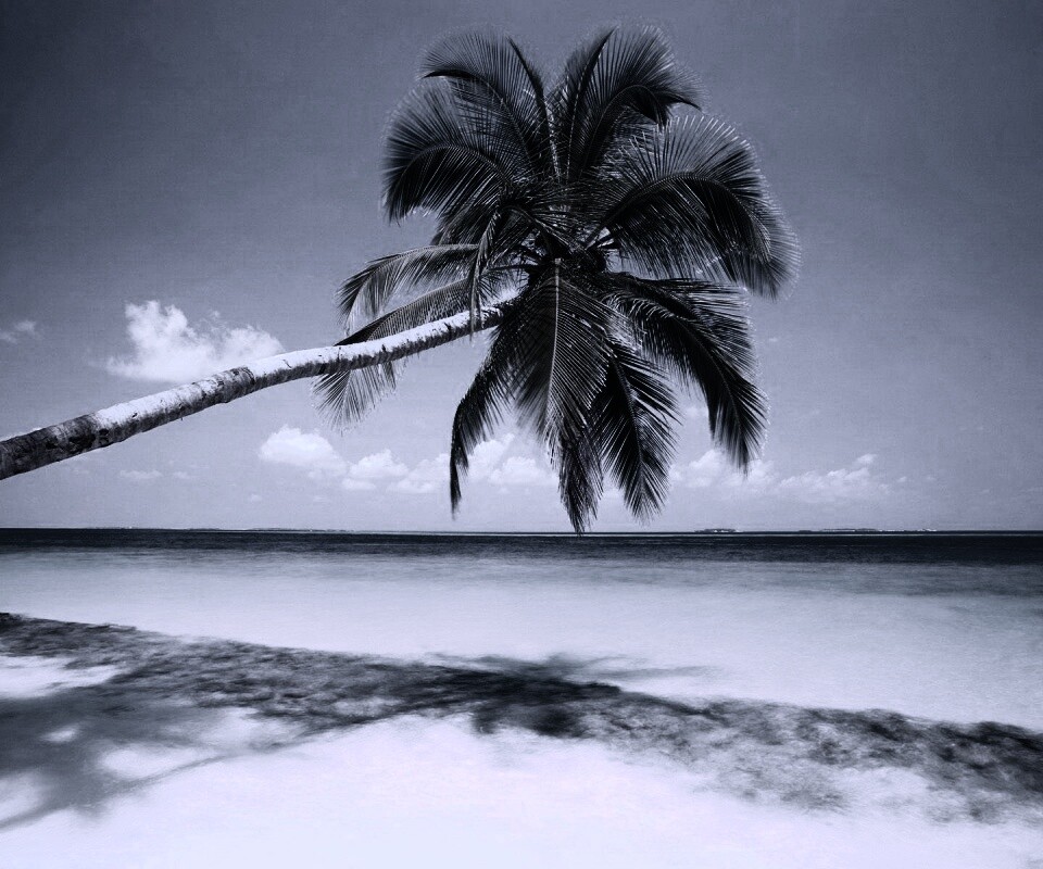 Пальма на лазурном берегу обои