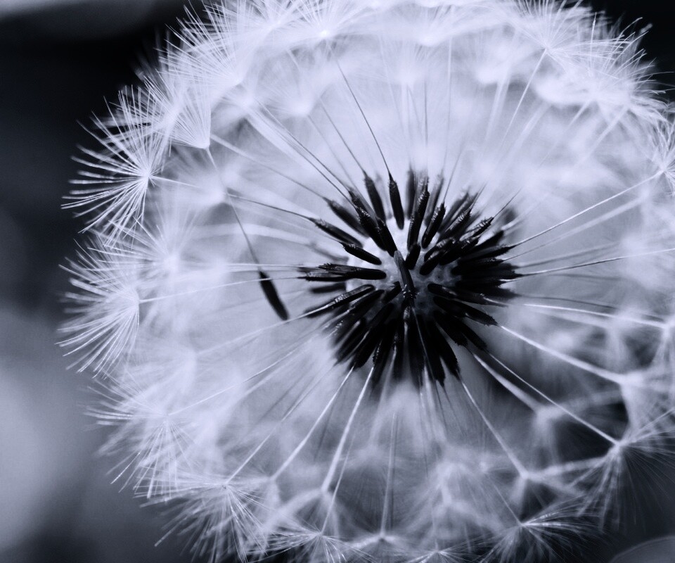Макро фото одуванчика обои