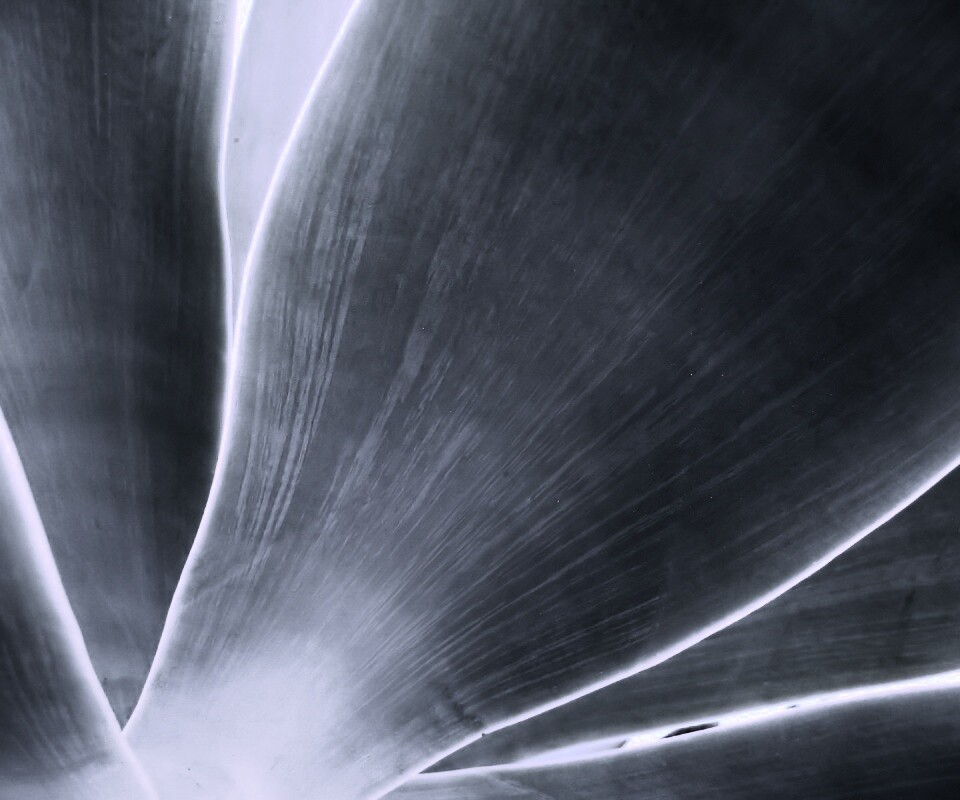 Макро фото травинки обои