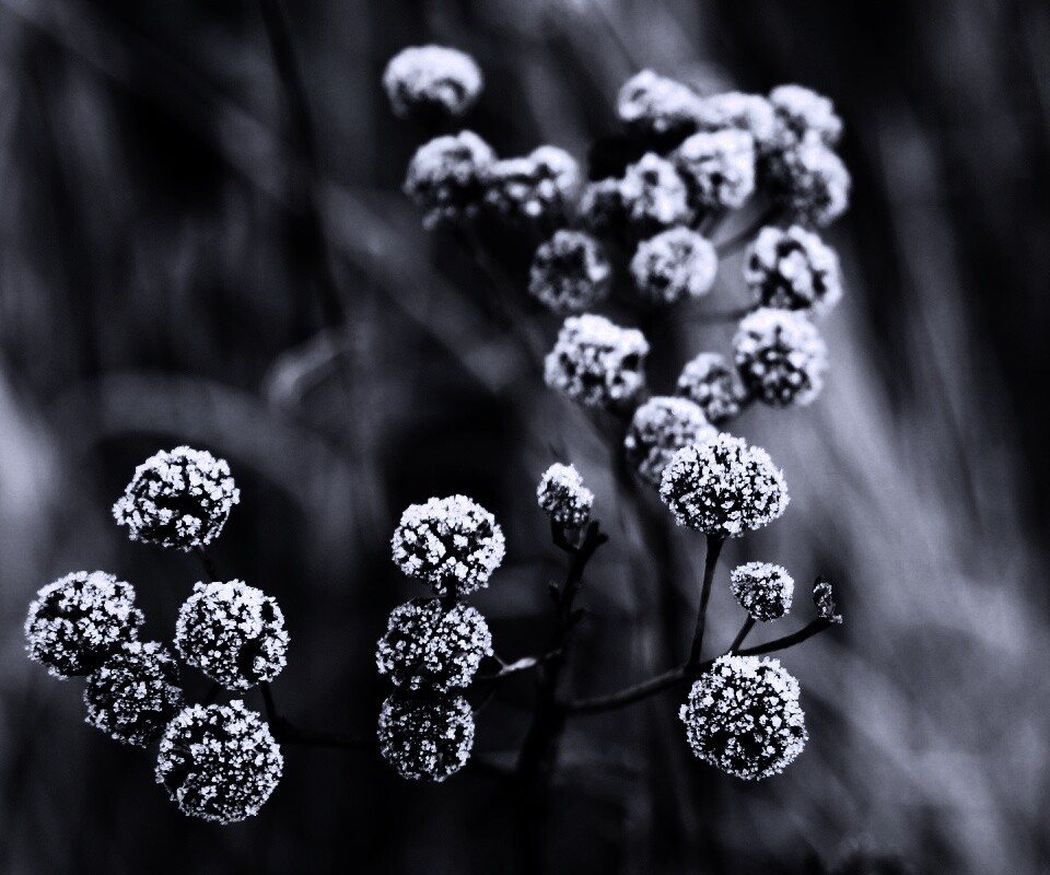 Иний на растении обои