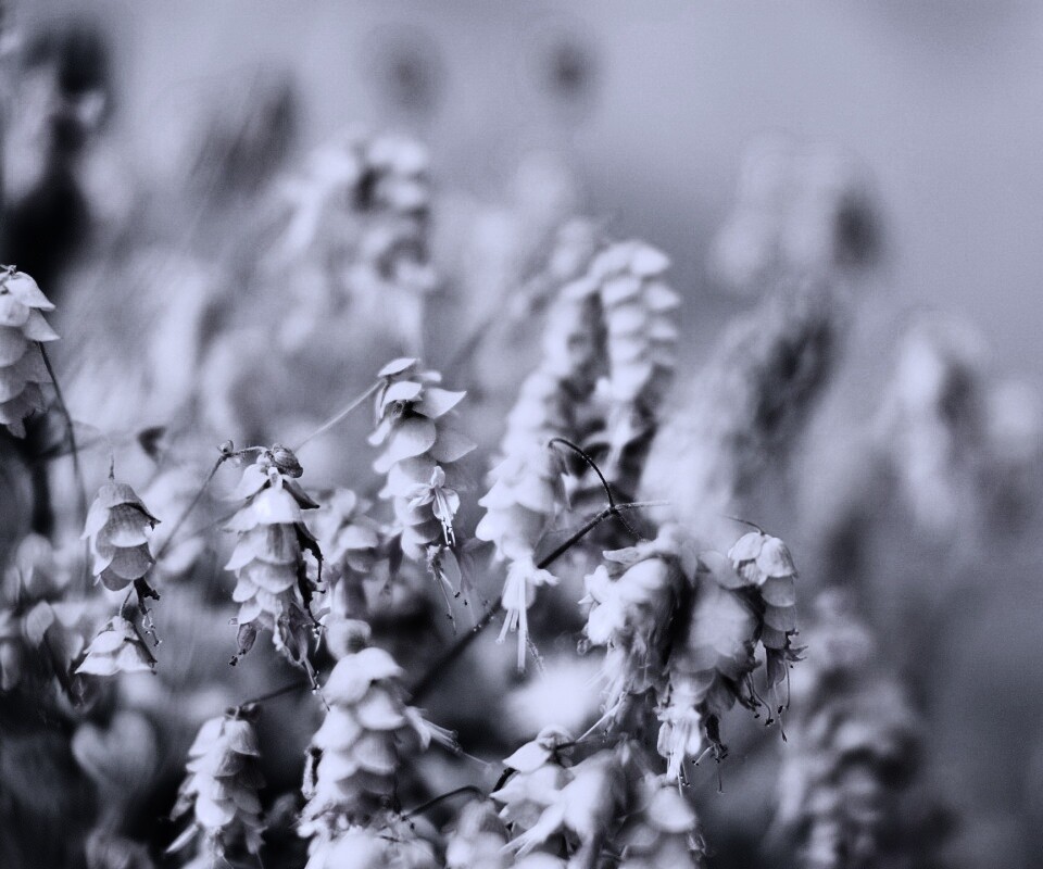 Висящие цветочки обои