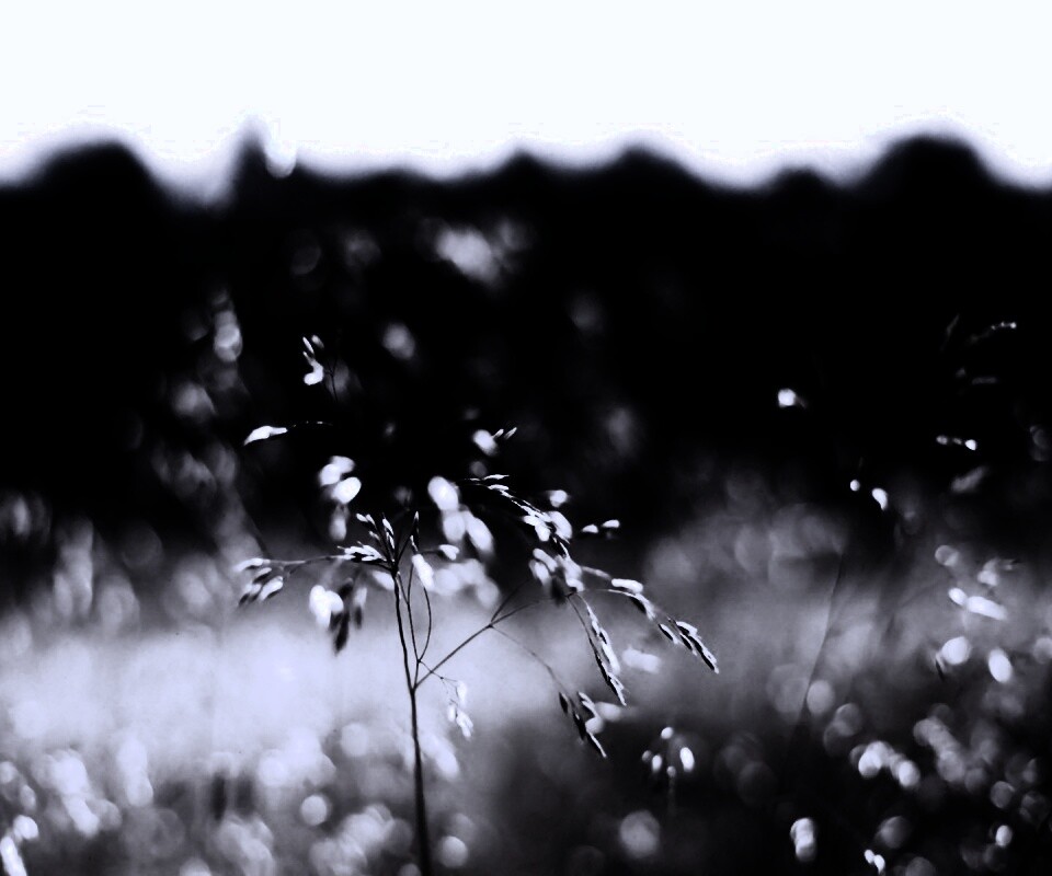 Трава на солнце обои