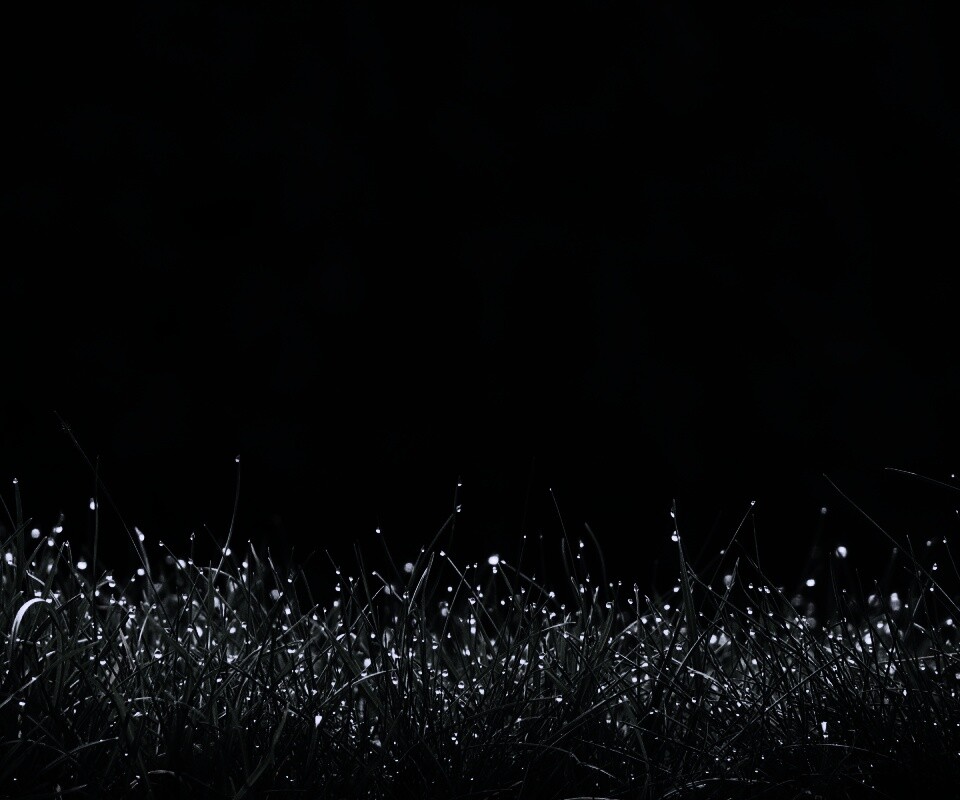 Трава после дождя обои