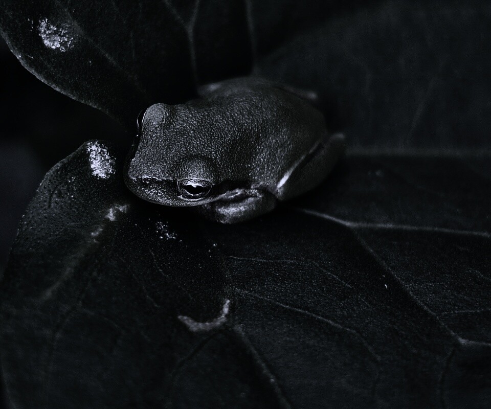 Лягушка на листике обои