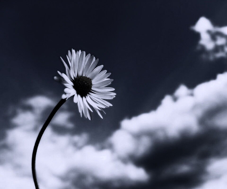 Ромашка на фоне неба обои