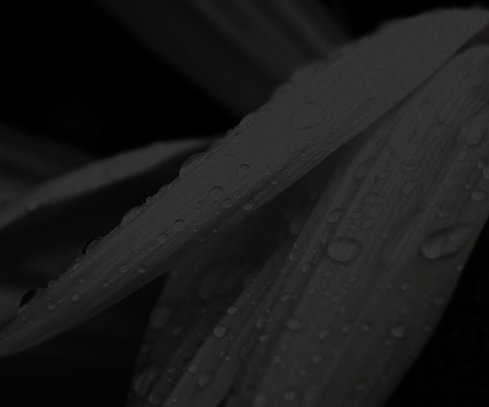 Капли на желтом лепестке обои