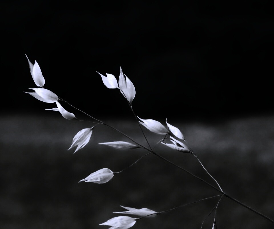 Белые полевые цветочки обои