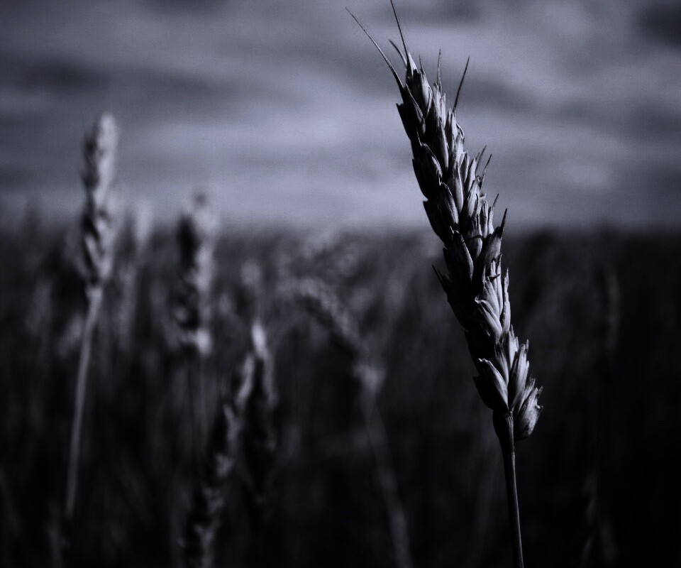 Колосок обои