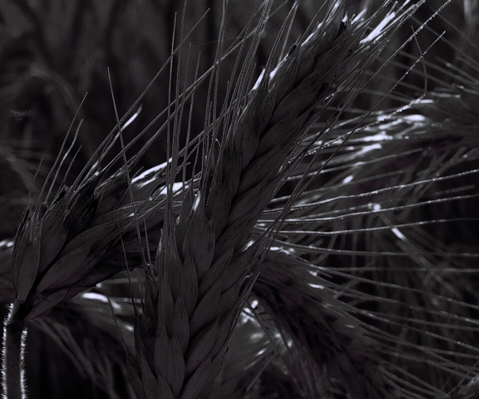 Зреющий колос обои