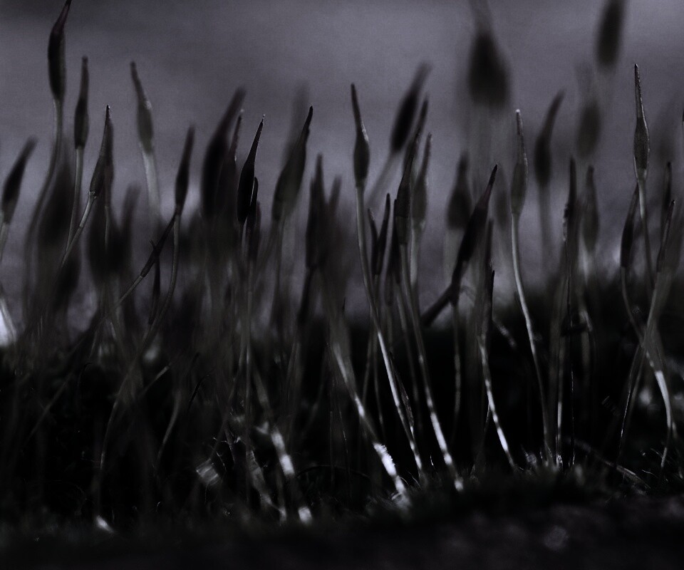 Тонкие ростки обои