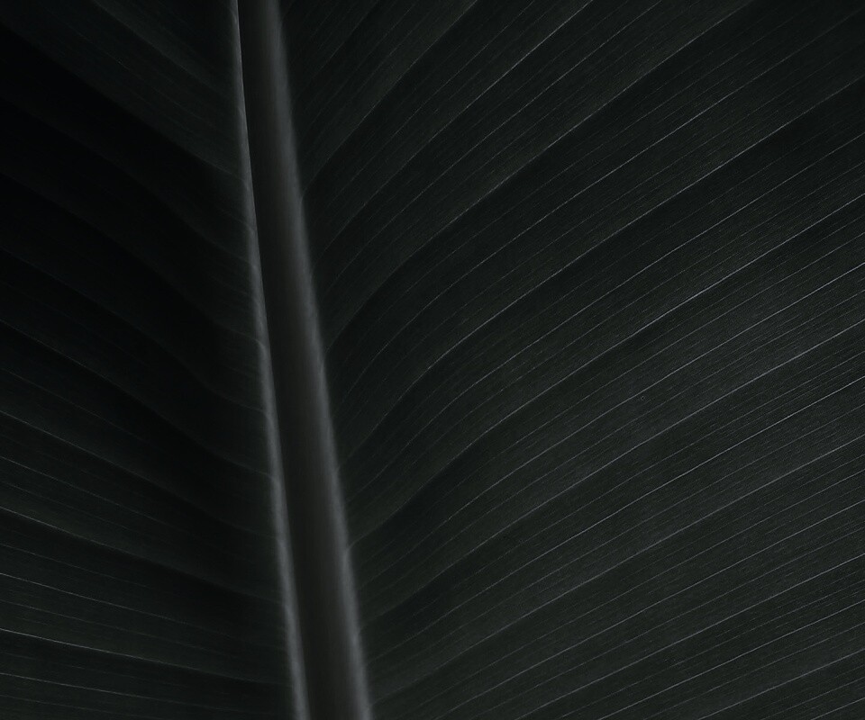 Желтый черенок листа обои