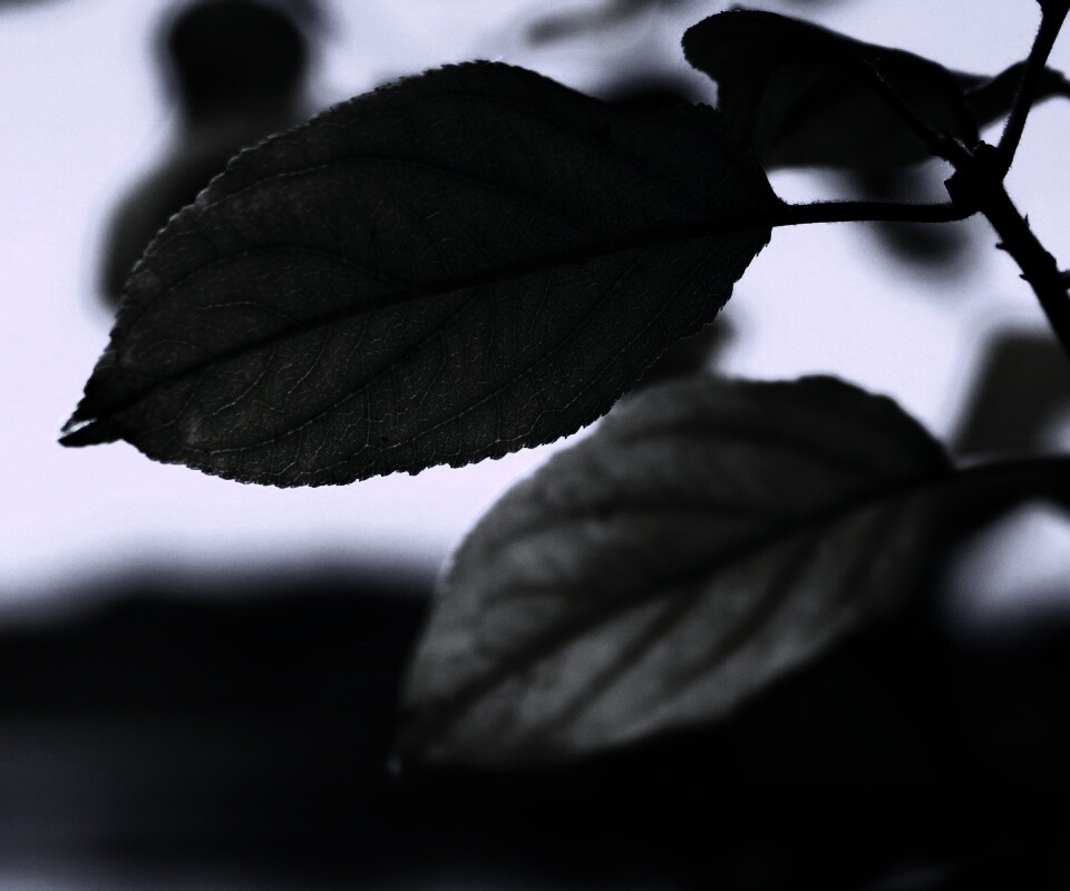 Три листа обои