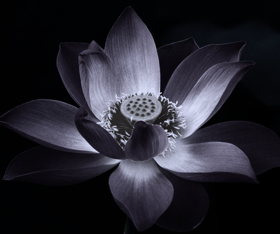 Сиреневый цветок обои