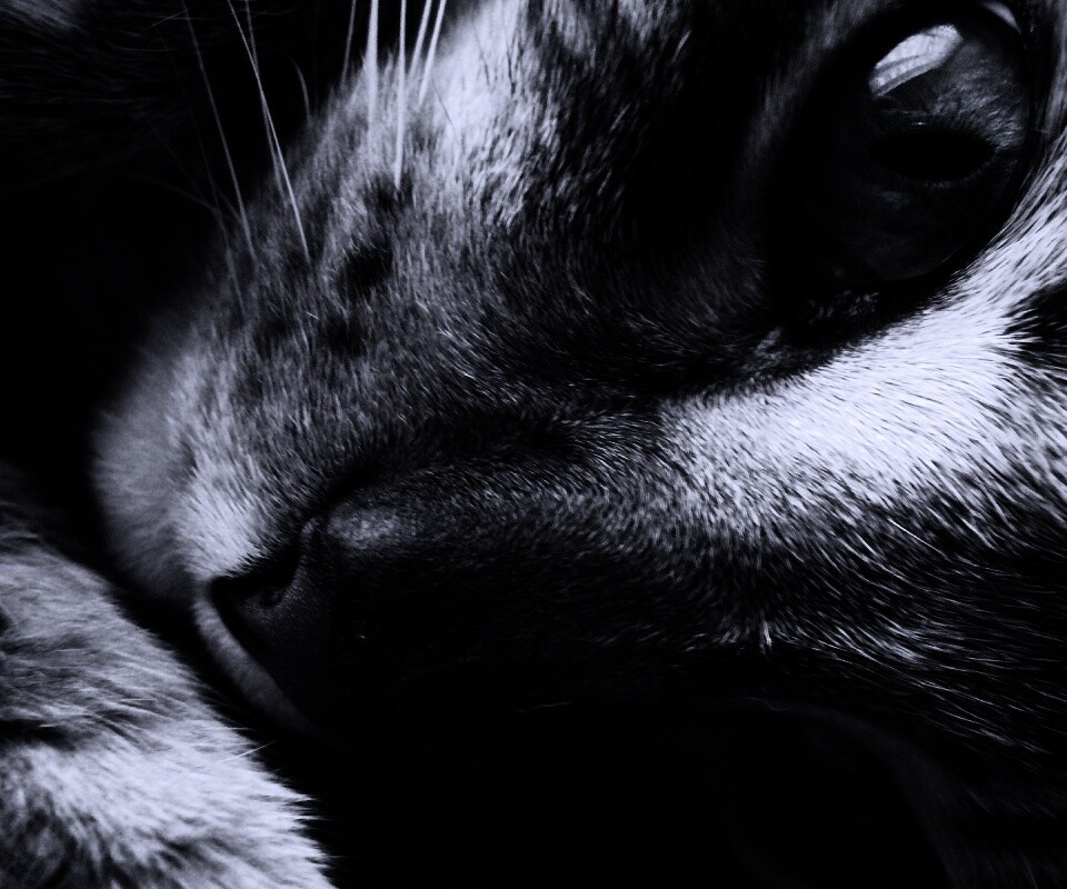 Мордашка кота крупным планом обои