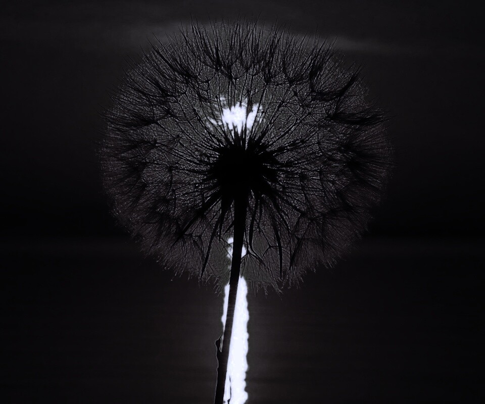 Одуванчик на закател обои