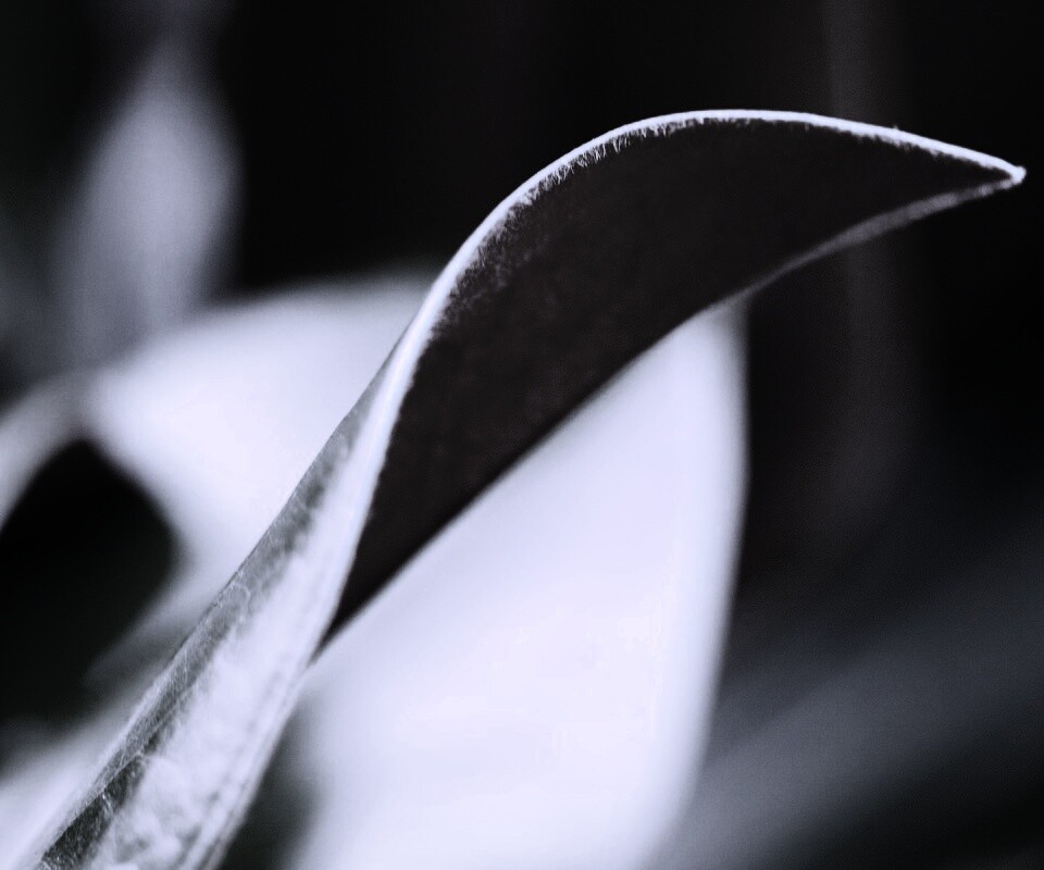 Обратаня сторона листа обои