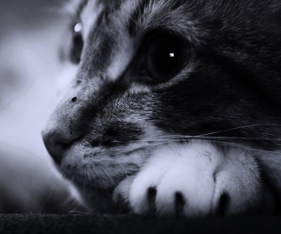 Мордочка на лапаках обои