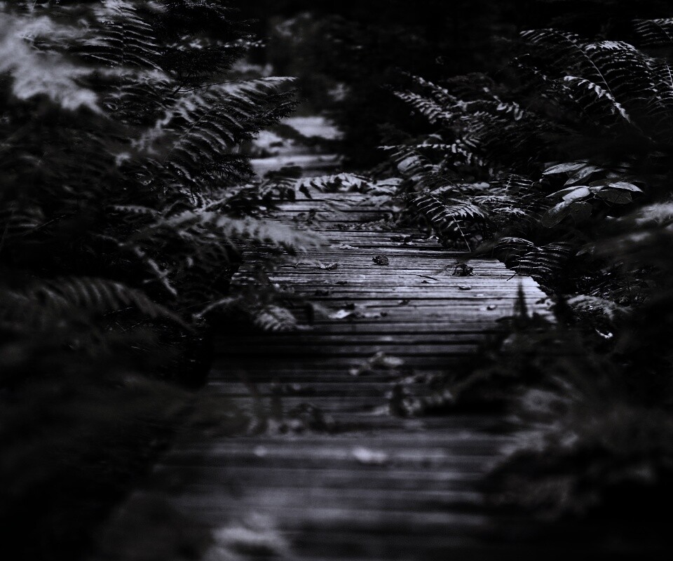 Деревянная дорожка обои