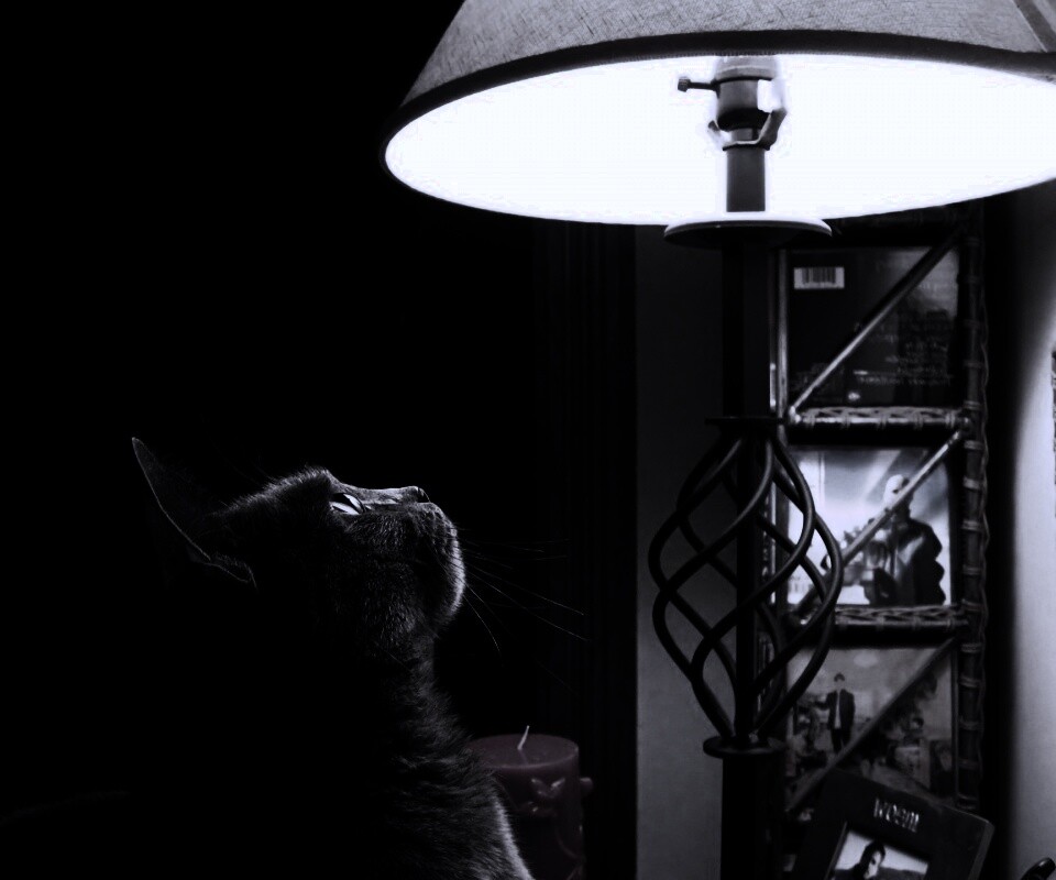 Кот смотрит под торшер обои