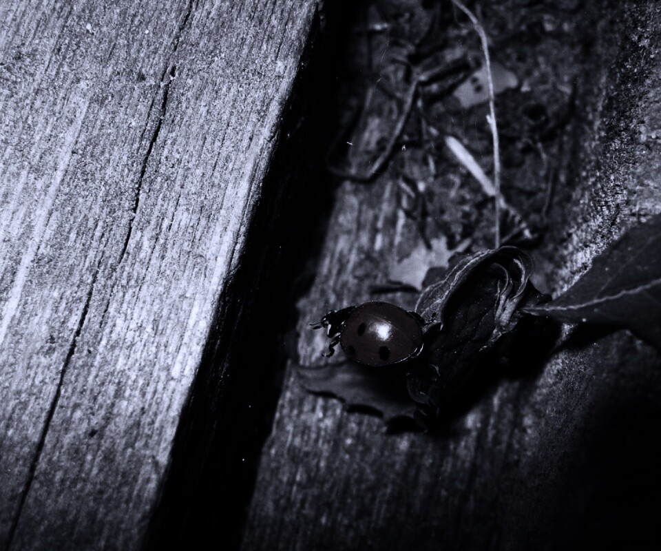 Божья коровка обои