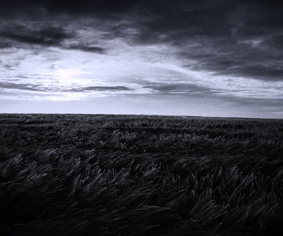 Море трав обои