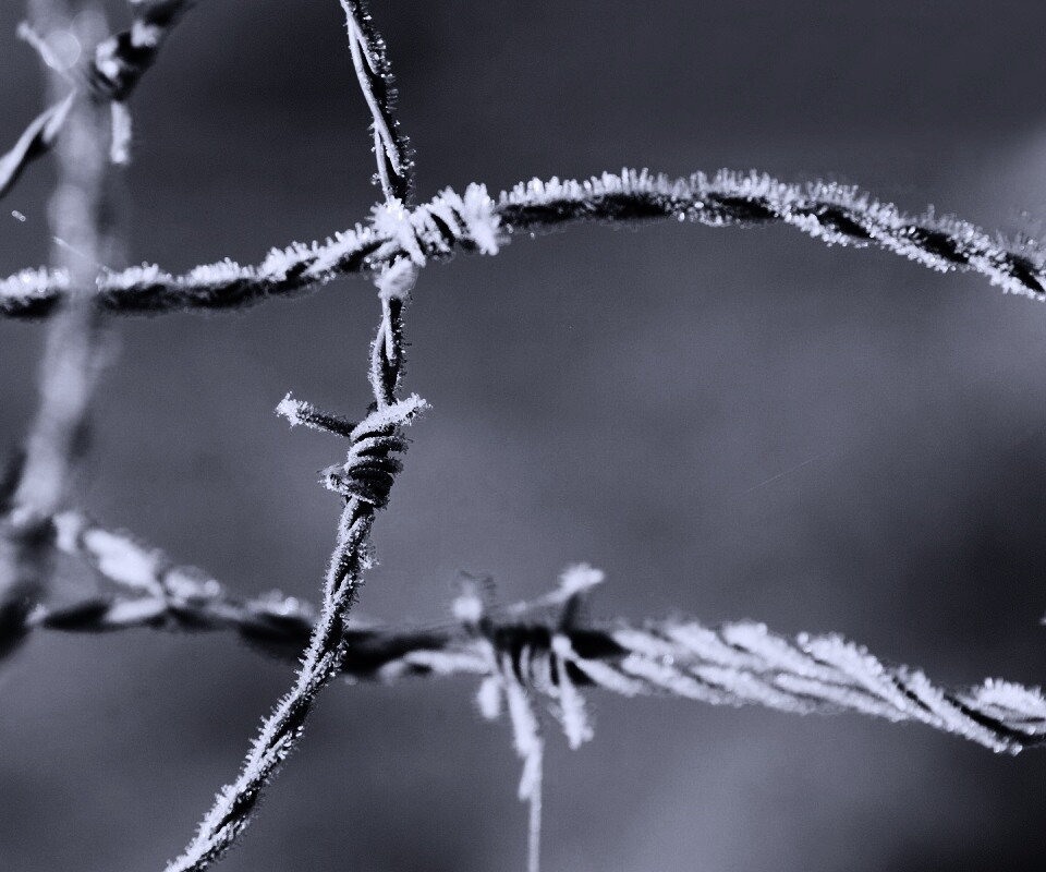 Замерзшая колючая проволока обои