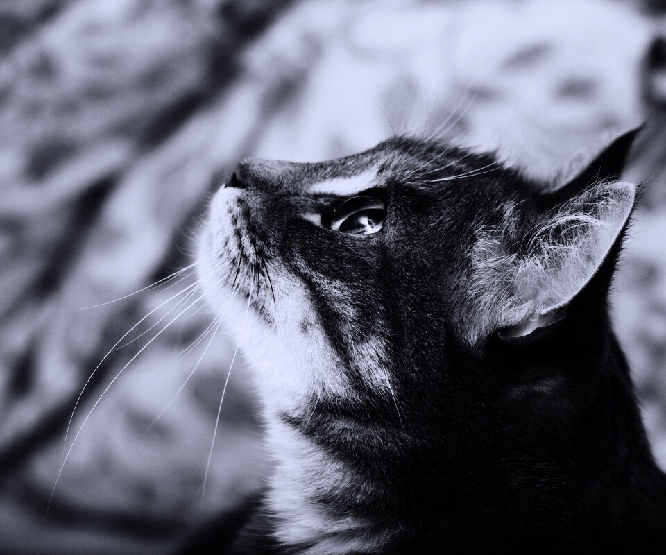 Котик смотрит верх обои