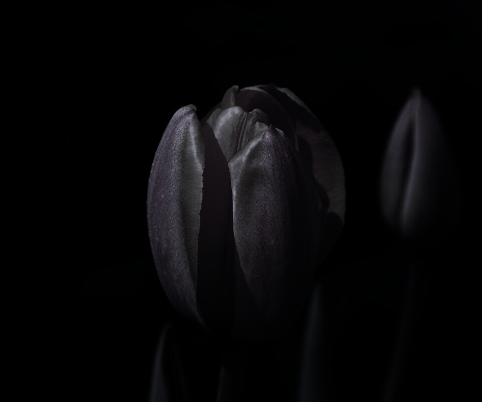 Распускающийся тюльпан обои