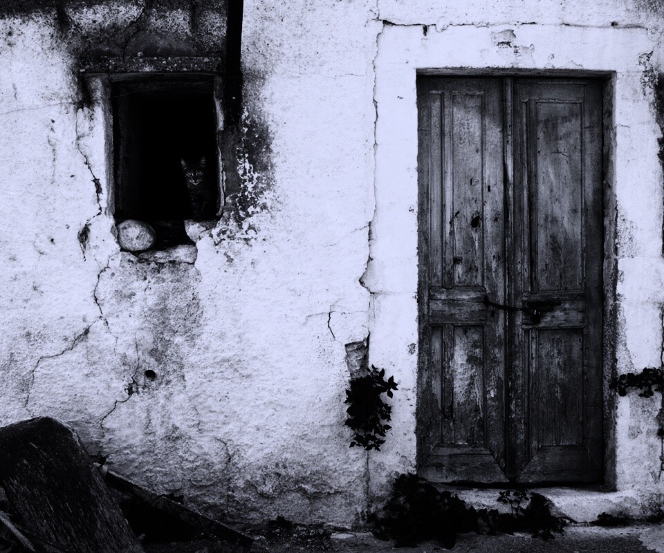 Кот выглядывает из разрушенного дома обои