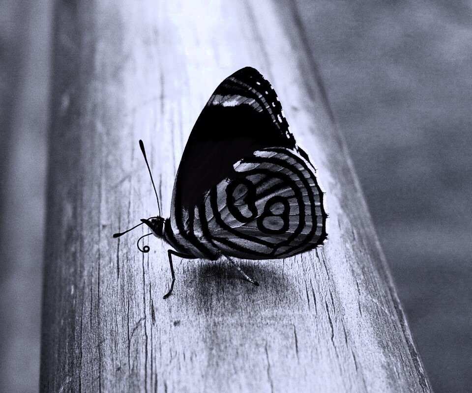 Бабочка на бревне обои