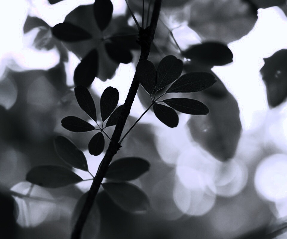 Листики на ветке обои