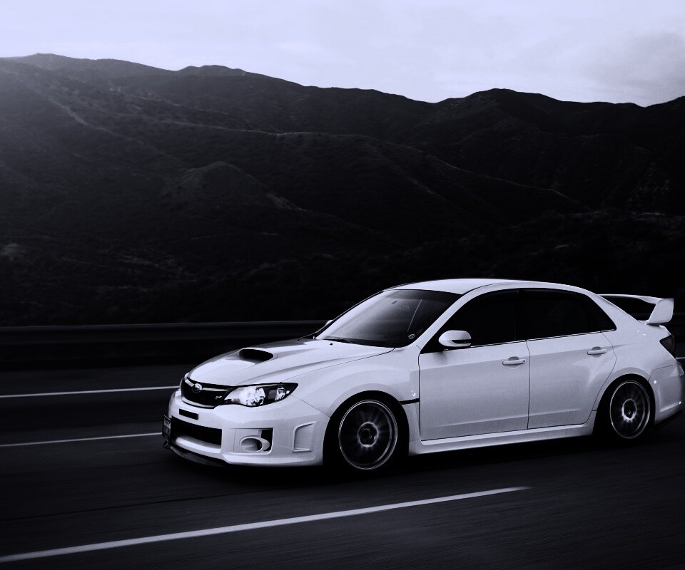 Белый субарь на тарссе обои