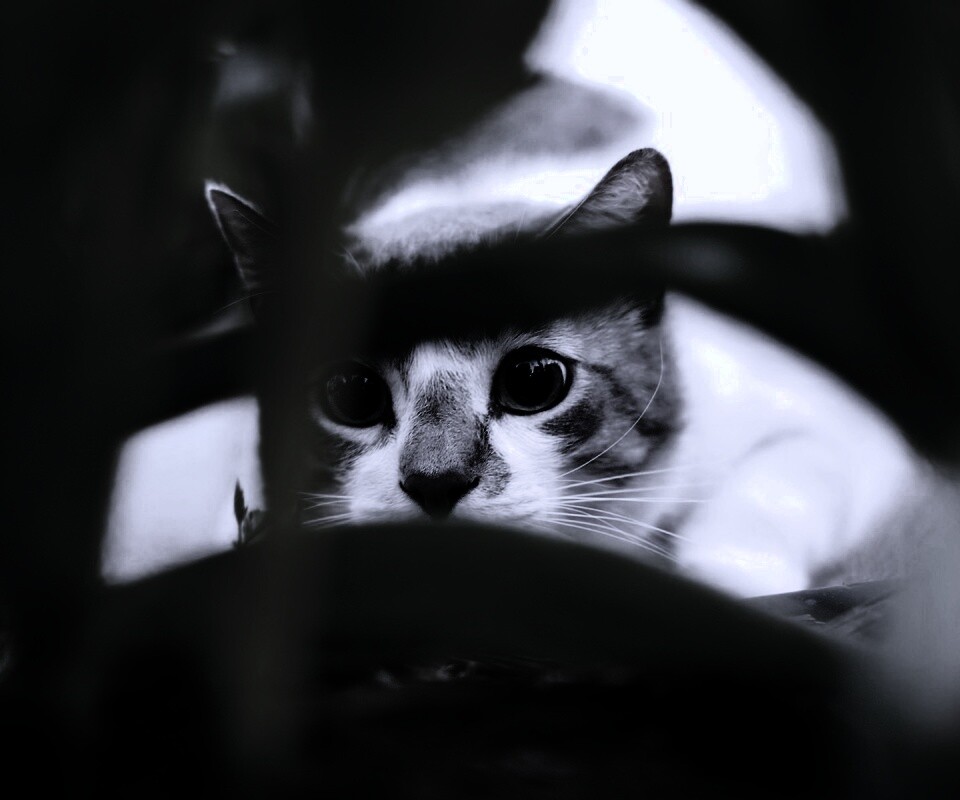 Кот в засаде обои