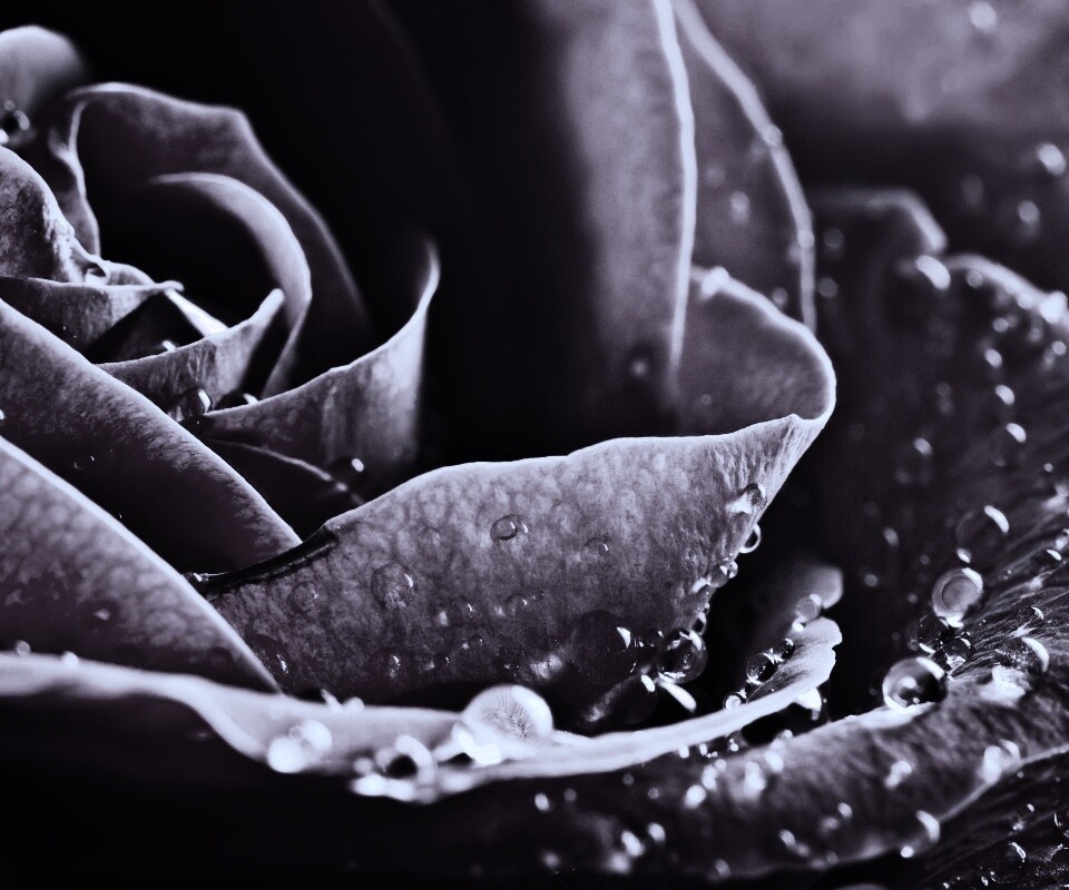 Капли на бутоне розы обои