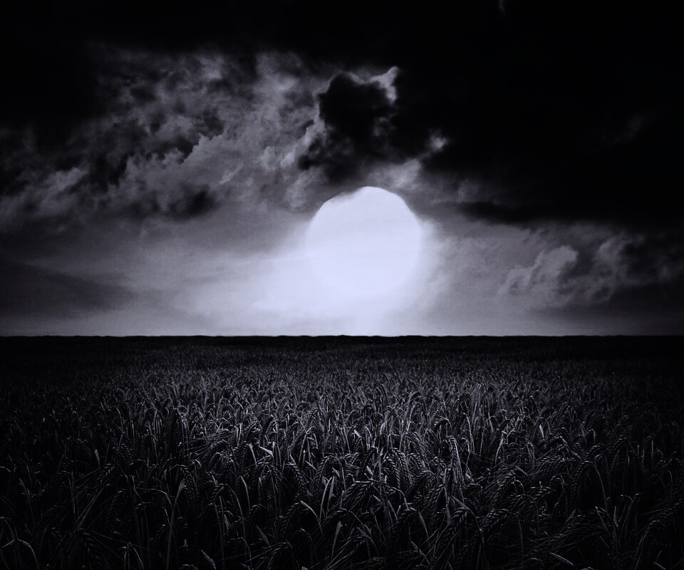 Закат над пшеничным полем обои