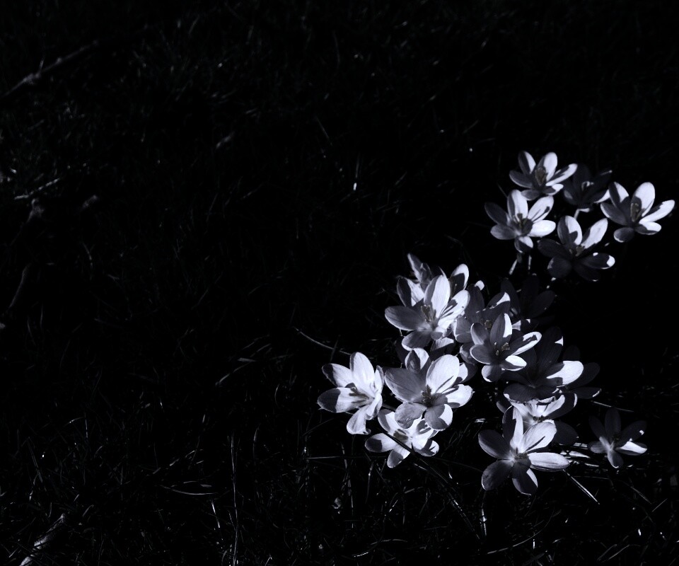 Фиалки на траве обои