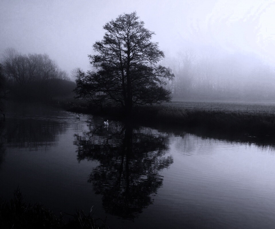 Дерево в тумане обои