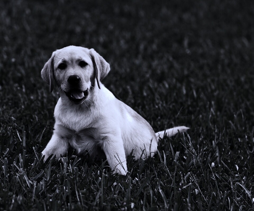 Щенок лабрадора в траве обои