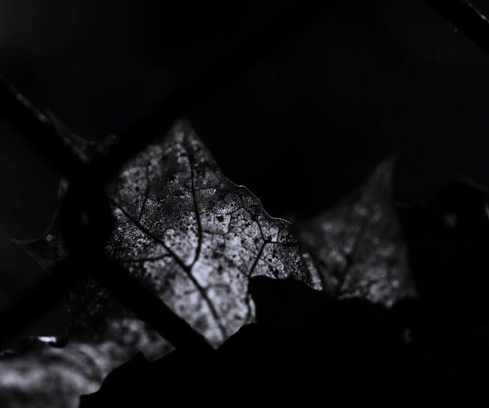 Осенний лист на забором обои