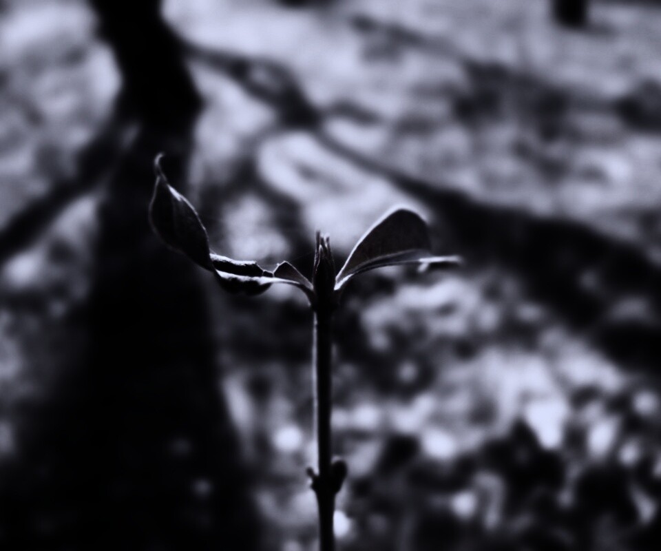 Красный росток обои