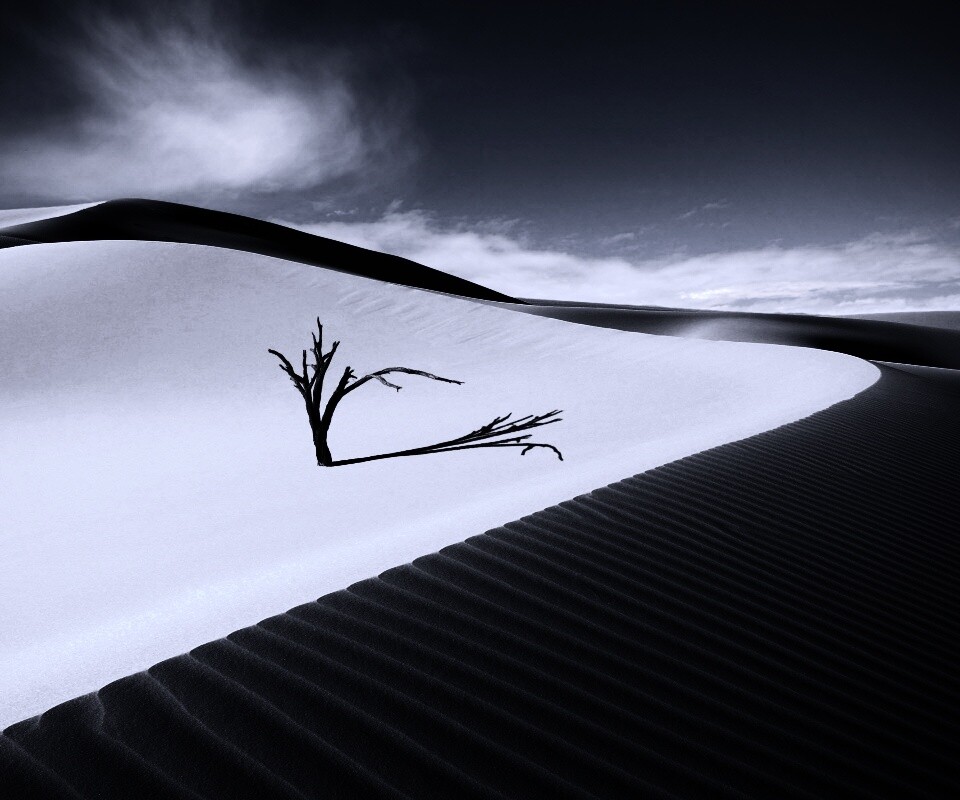 Сухостой в пустыне обои