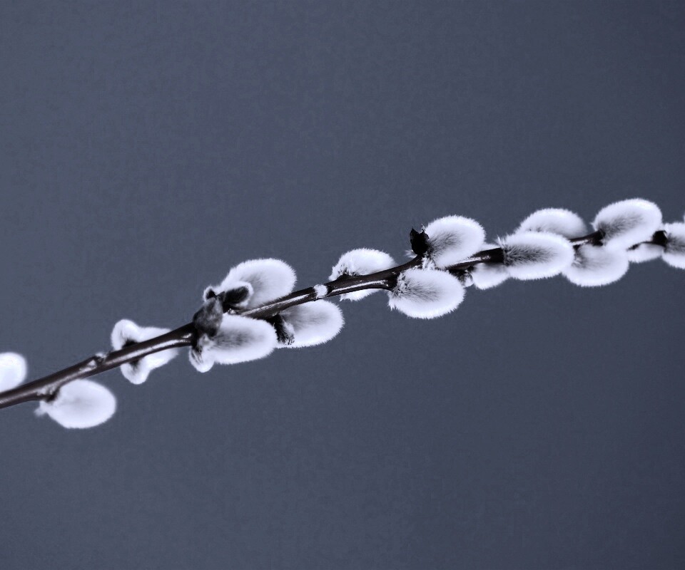 Пушистые почки обои